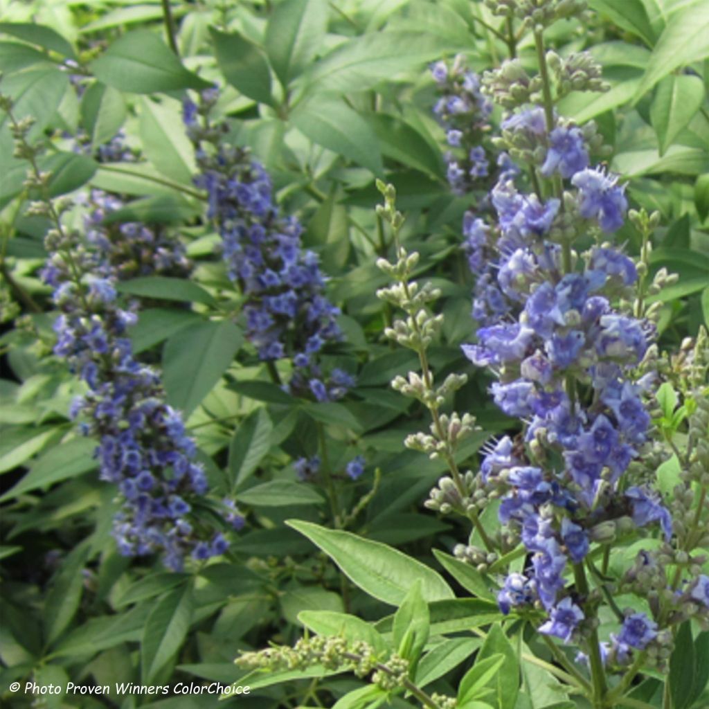 Vitex agnus-castus Blue Didley - Agnocasto