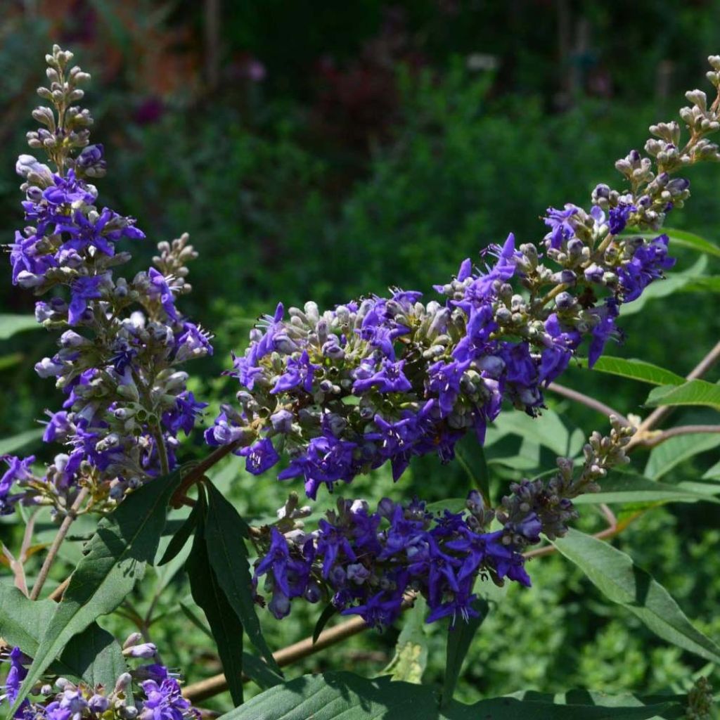 Vitex agnus-castus Delta Blues - Agnocasto