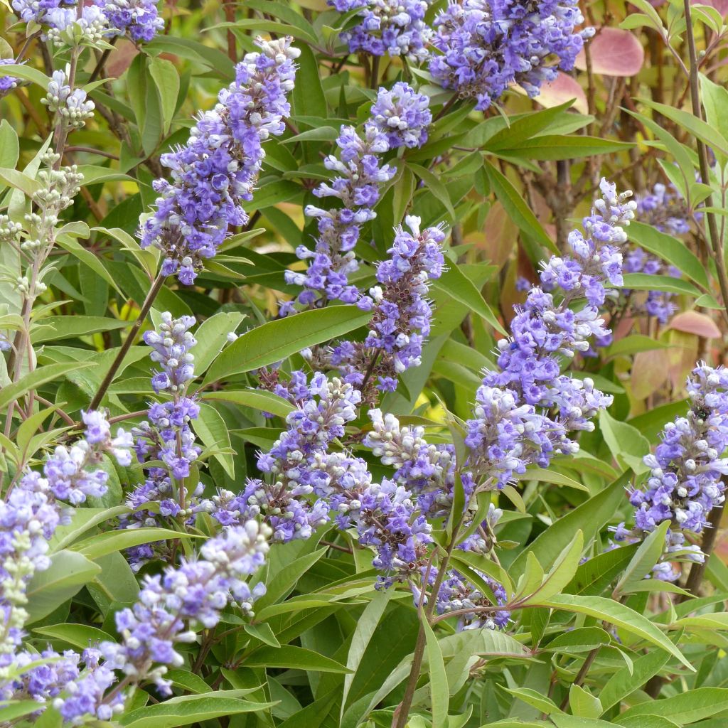 Vitex agnus-castus Latifolia - Agnocasto