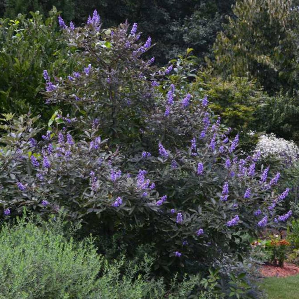 Vitex agnus-castus Flip Side - Agnocasto