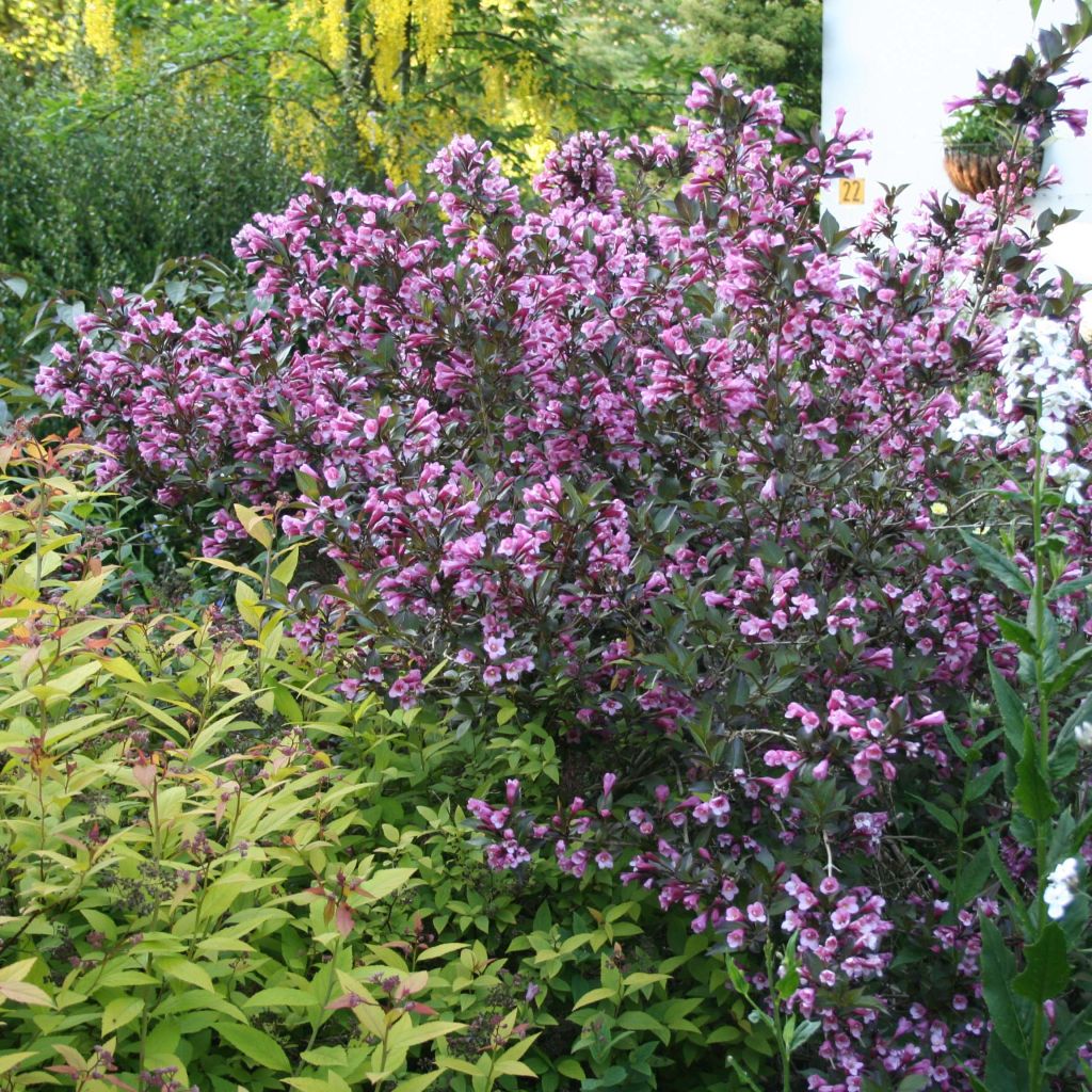 Weigelia Nana Purpurea