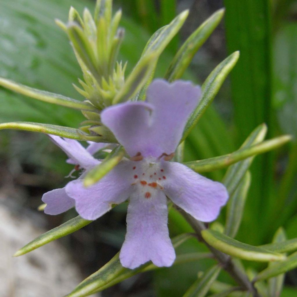 Westringia fruticosa - Falso rosmarino