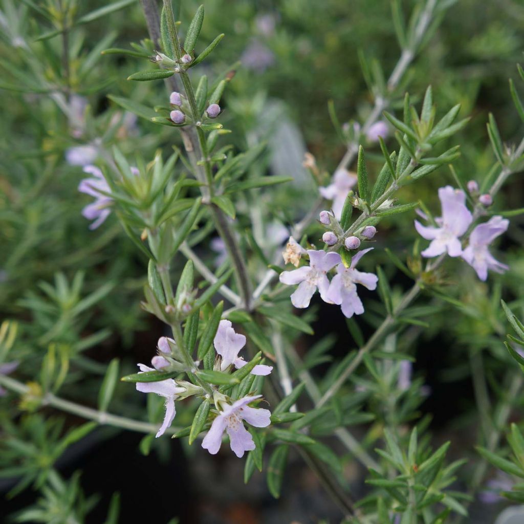 Westringia fruticosa - Falso rosmarino