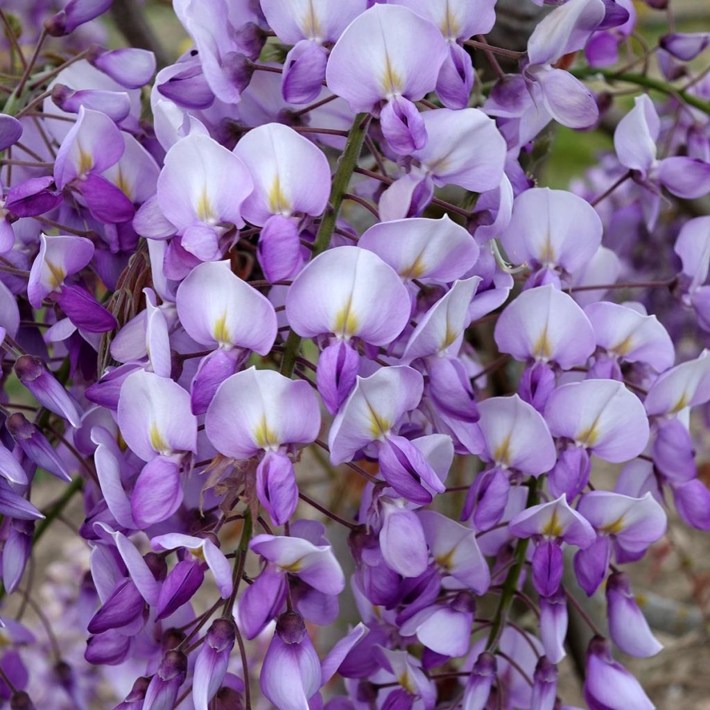 Wisteria venusta Grande Diva Barbara - Glicine