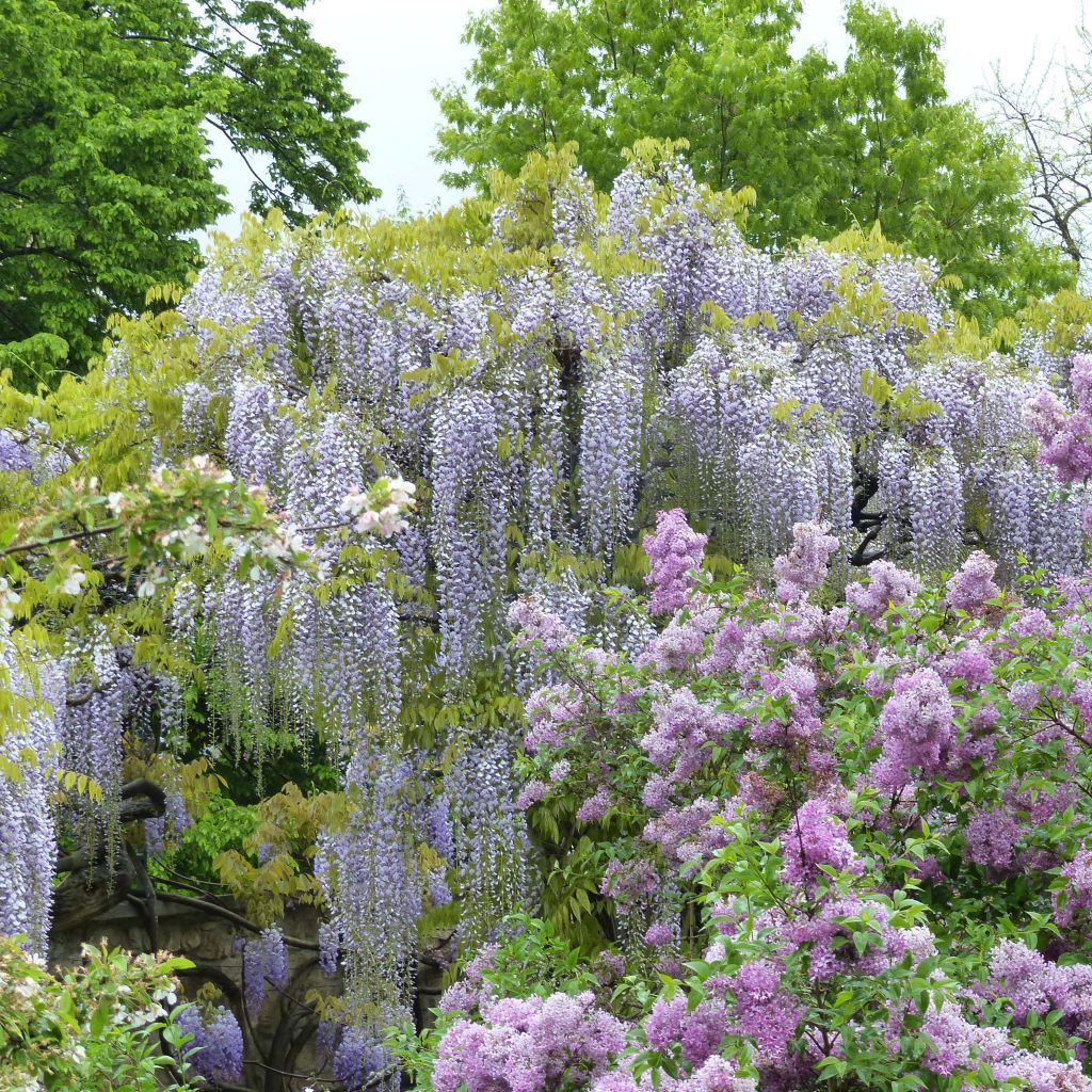 Wisteria floribunda Macrobotrys De Belder - Glicine