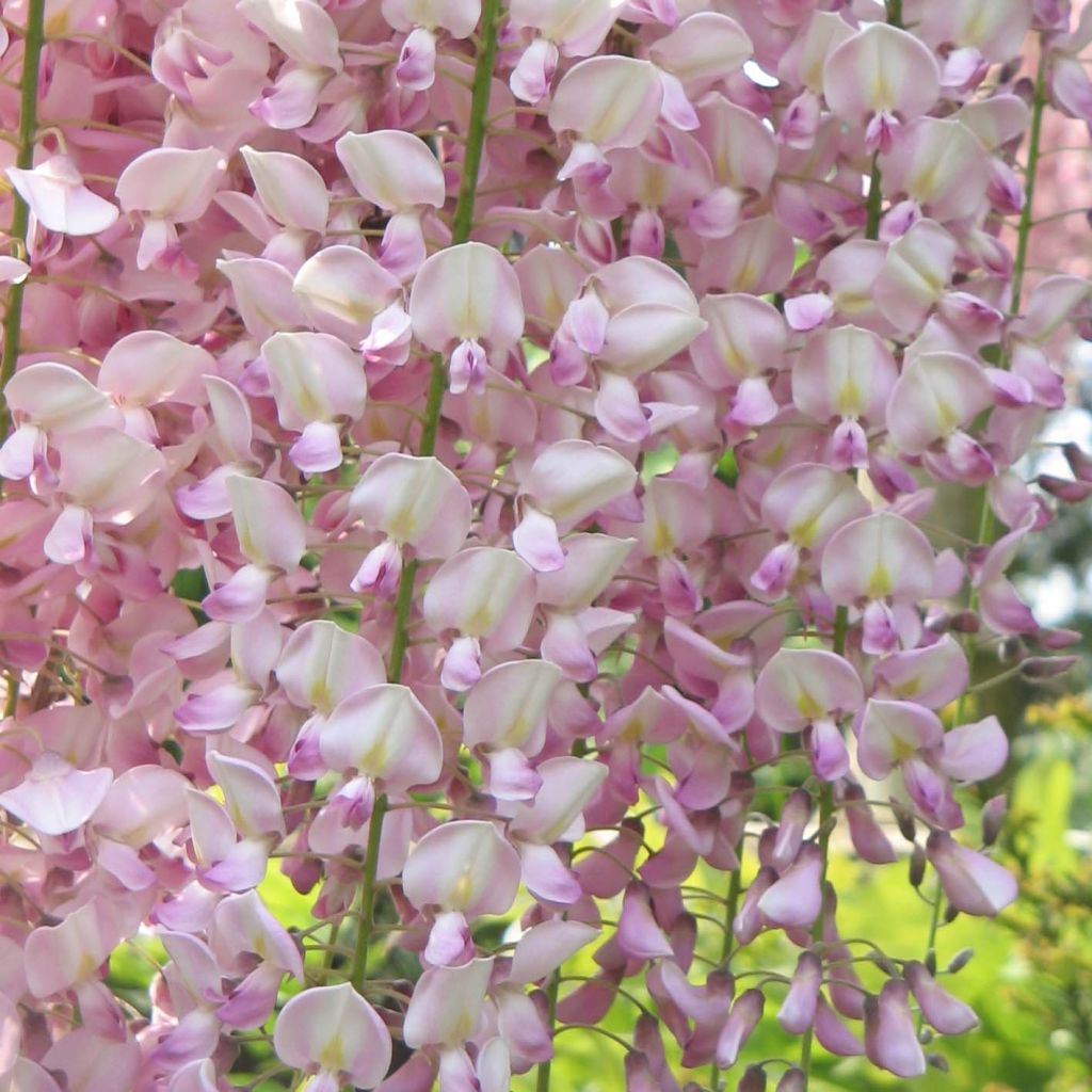 Wisteria floribunda Honbeni - Glicine