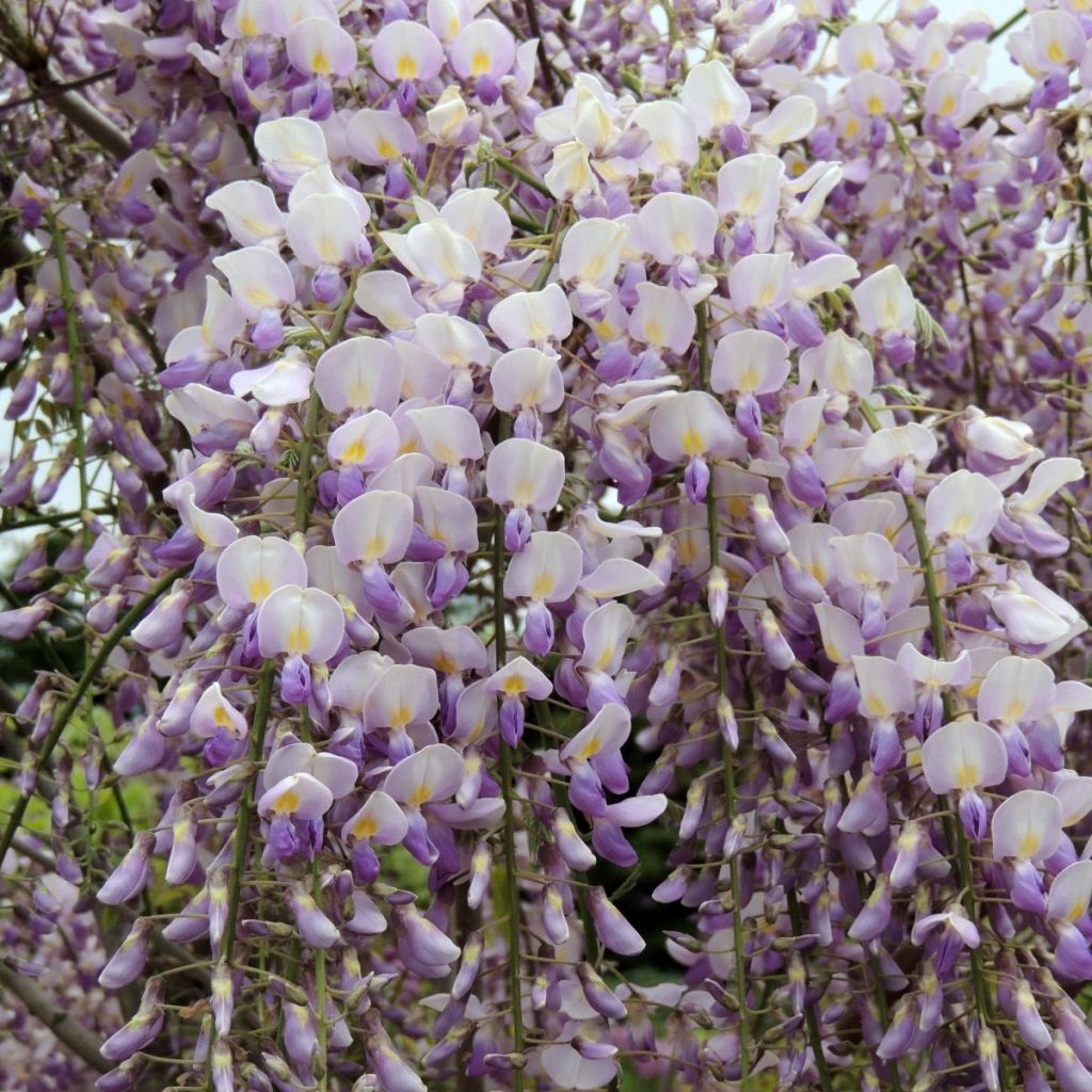 Wisteria venusta Grande Diva Maria - Glicine