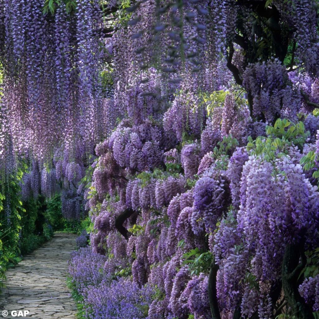 Wisteria sinensis - Glicine comune