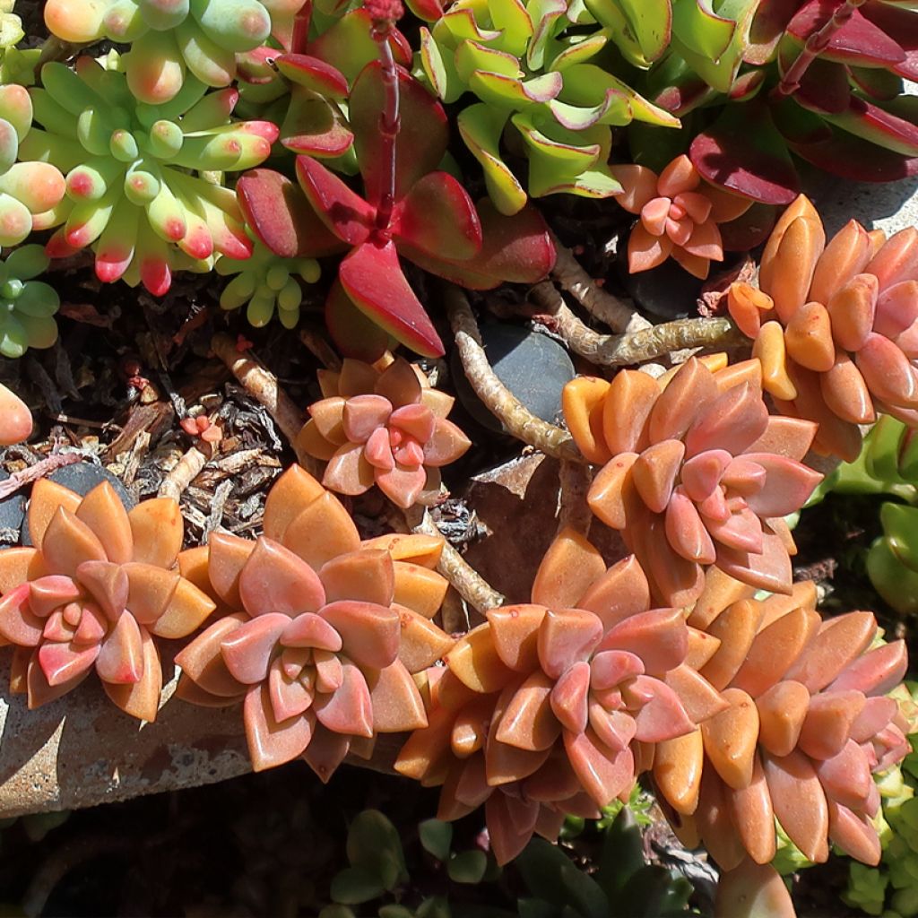 x Graptosedum Bronze - Plante grasse