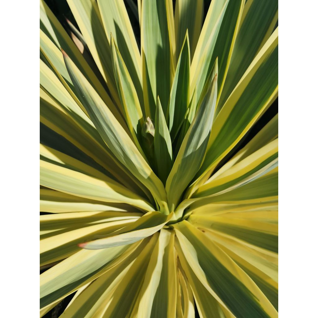 Yucca recurvifolia Bright Star