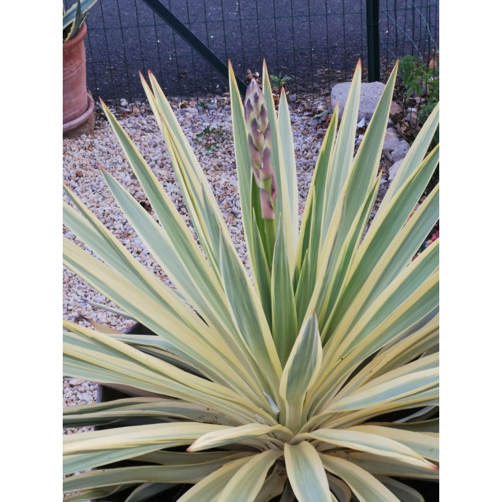 Yucca recurvifolia Bright Star