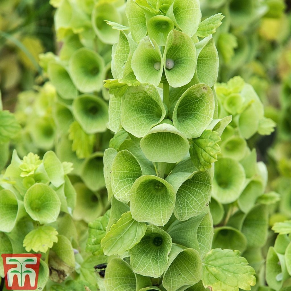 Moluccella laevis Bells of Ireland