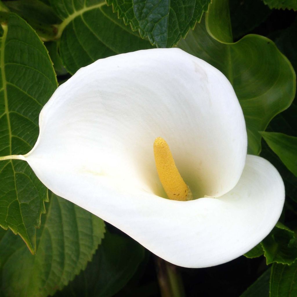 Zantedeschia aethiopica - Calla