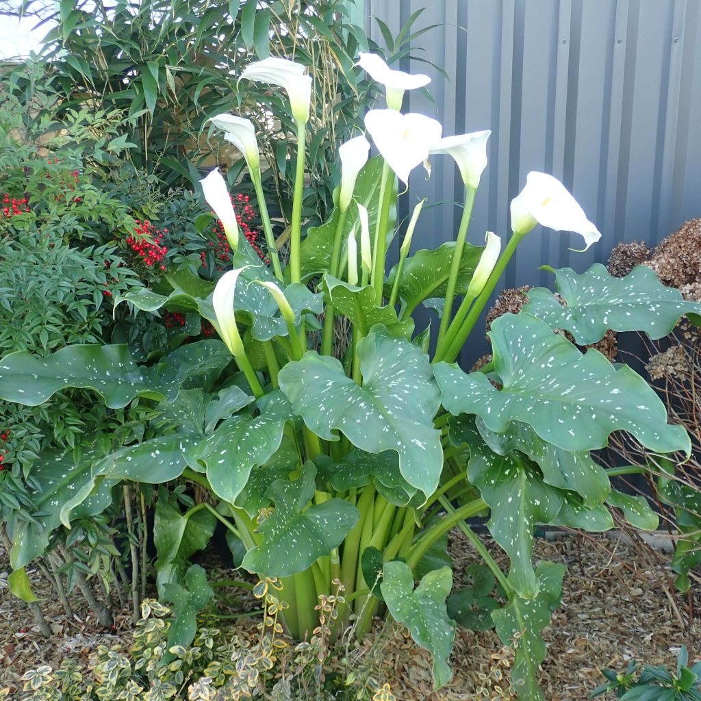 Zantedeschia aethiopica Himalaya - Calla