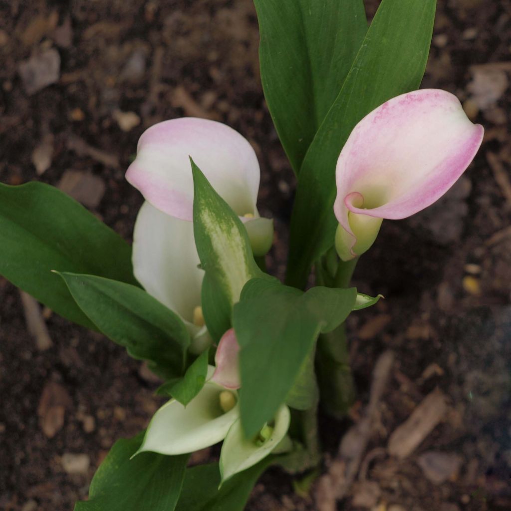 Zantedeschia Crystal Blush - Calla