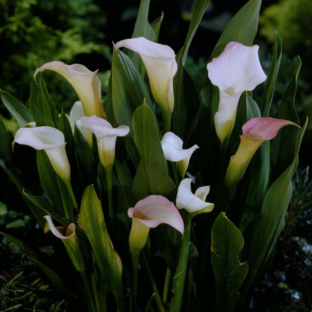 Zantedeschia Crystal Blush - Calla