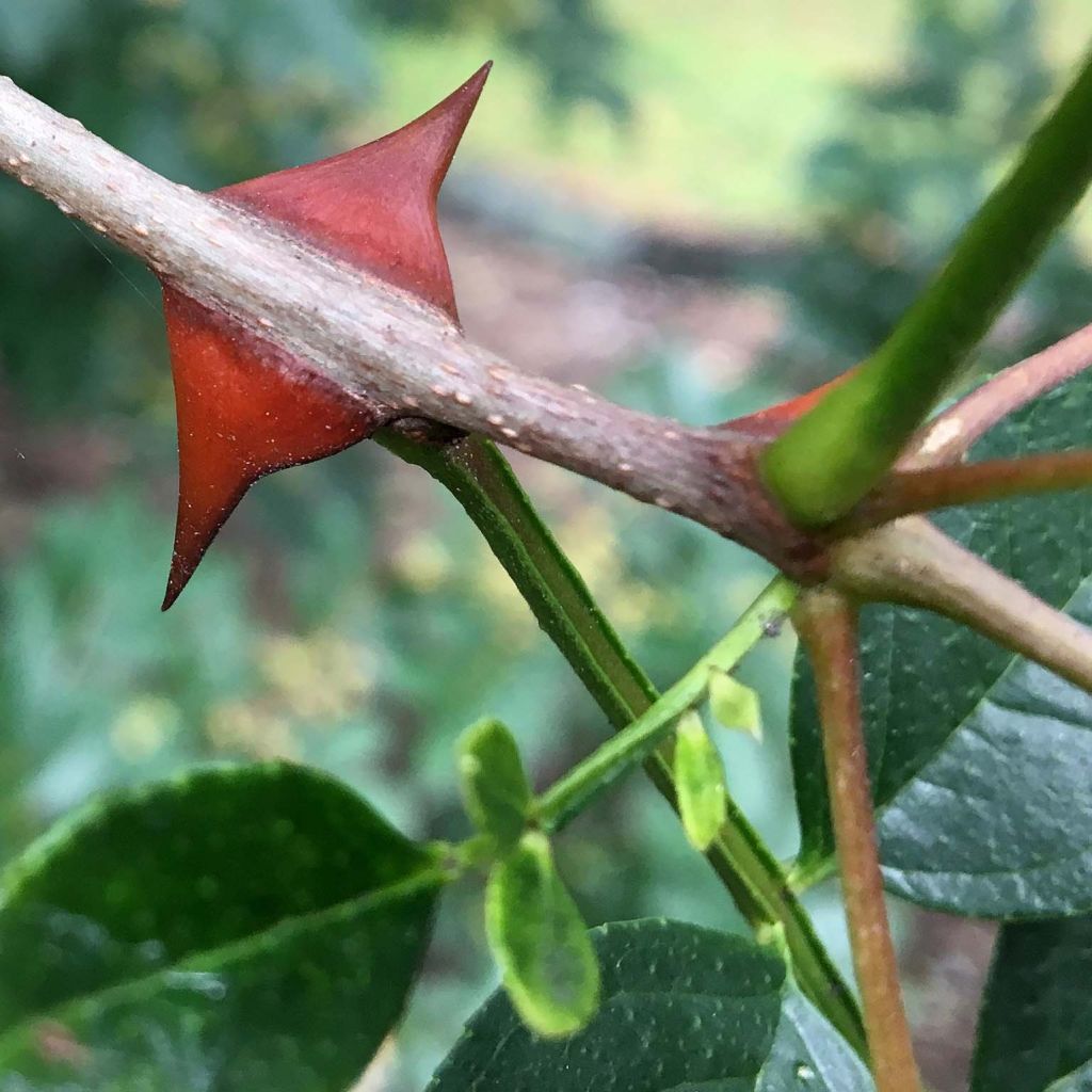 Zanthoxylum simulans - Pepe del Sichuan