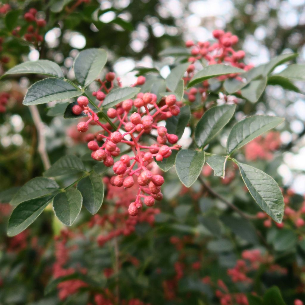 Zanthoxylum simulans - Pepe del Sichuan