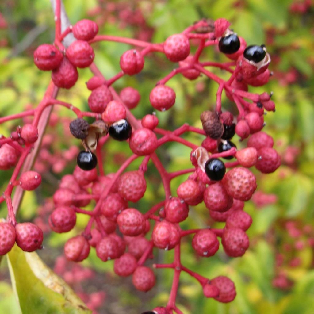 Zanthoxylum simulans - Pepe del Sichuan