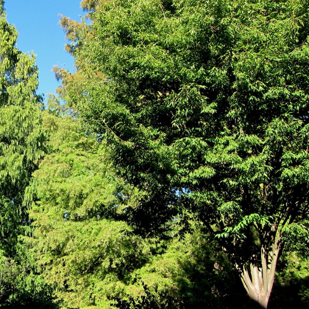 Zelkova serrata Green Vase - Orme de Sibérie