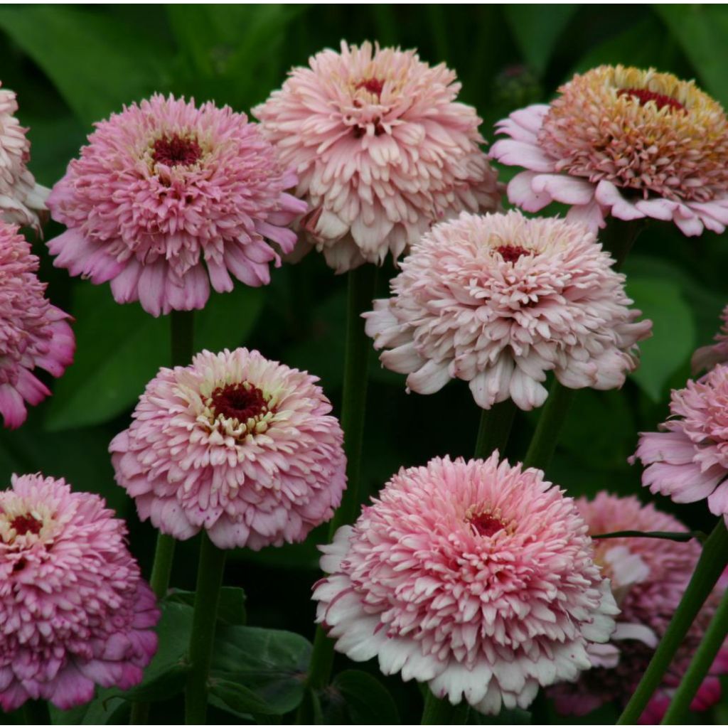 Zinnia Zinderella Lilac