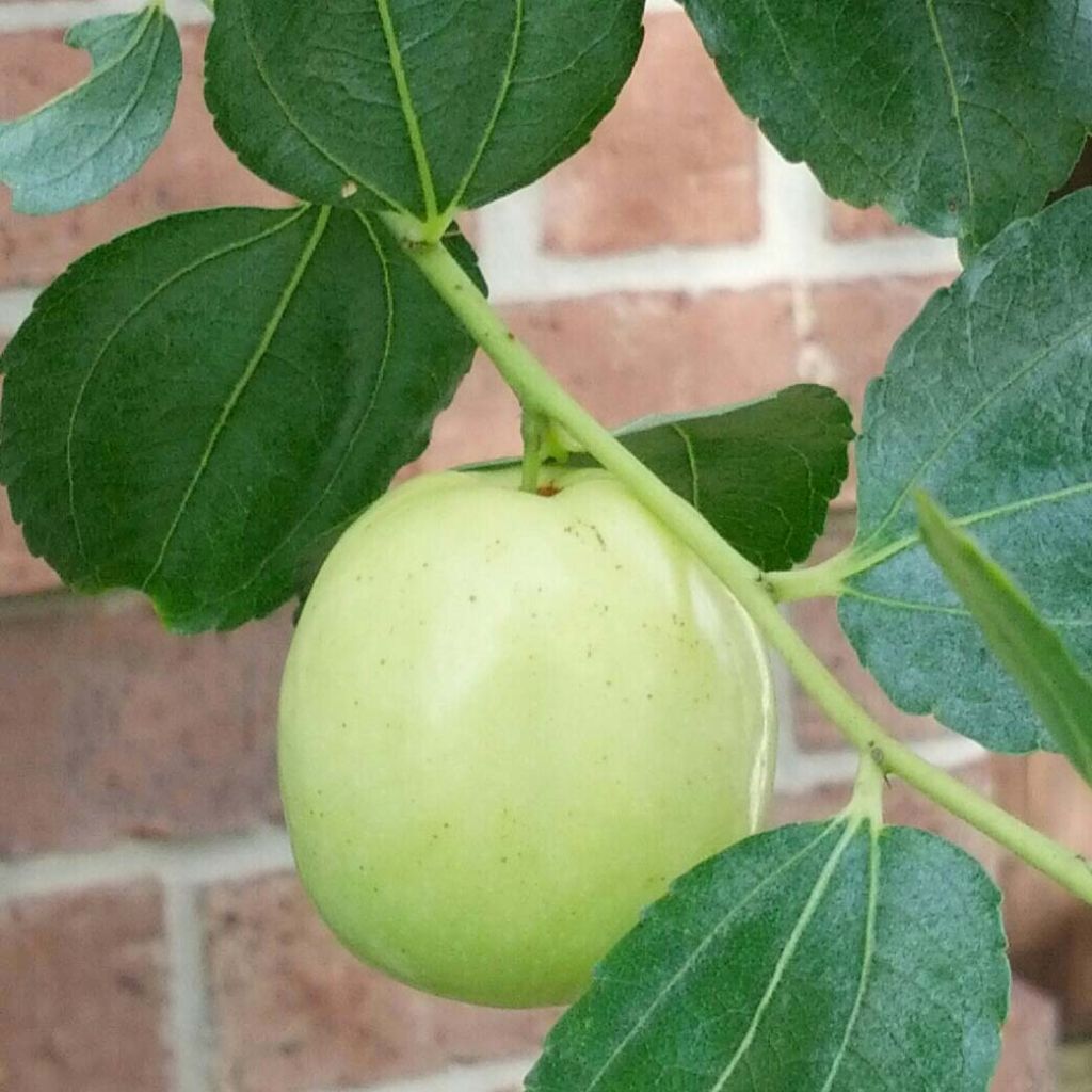 Ziziphus jujuba Li - Giuggiolo