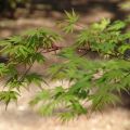 Acer palmatum - Acero giapponese