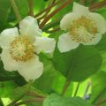 Kiwi Actinidia deliciosa Tomuri (maschio)