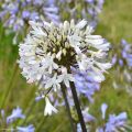 Agapanthus Graphite White