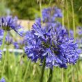 Agapanthus Navy Blue