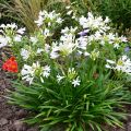 Agapanthus Pitchoune White