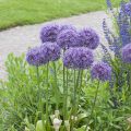 Allium Globemaster - Aglio ornamentale