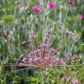 Allium schubertii - Aglio ornamentale