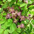 Akebia quinata Silver Bells - Akebia a cinque foglie