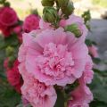 Alcea rosea Chater's Double Rosa - Malvarosa