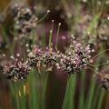 Allium scorodoprasum Bizarre - Aglio romano