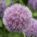 Allium macleanii - Aglio ornamentale