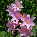 Amaryllis belladonna - Amarillide d'estate