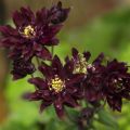 Aquilegia vulgaris Clementine Dark Purple