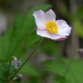 Anemone Hadspen Abundance - Anemone giapponese