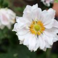 Anemone Whirlwind - Anemone giapponese