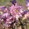 Aquilegia vulgaris var. stellata Rose Barlow