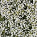 Arabis caucasica Snowcap