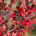 Aronia arbutifolia Brilliant - Aronia