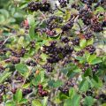 Aronia melanocarpa - Aronia