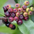 Aronia x prunifolia Nero - Aronia