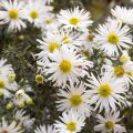 Aster ericoides f. prostratus Snow Flurry