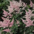 Astilbe japonica Peach Blossom