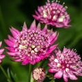 Astrantia major Rubra