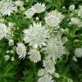 Astrantia major Super Star